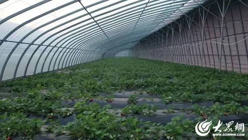 濟寧高新區草莓特色種植 技術驅動鋪就鄉村振興'甜蜜路'