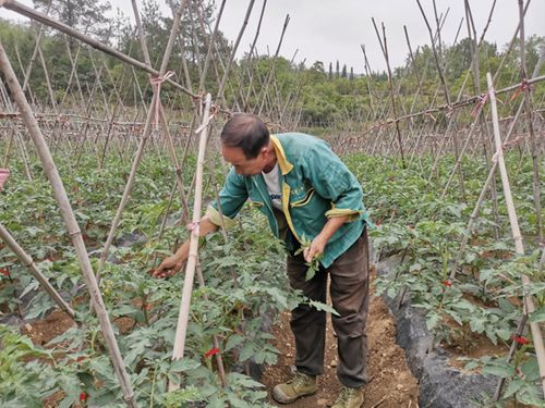 修文縣人大代表帶頭致富，產業發展與農業技術開發助推農民增收