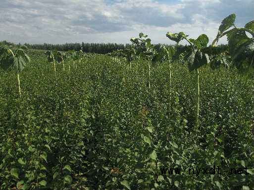 檸條育苗與造林技術及其在農業種植中的開發應用