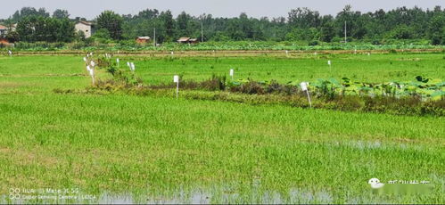 科技創新驅動農業綠色發展 新型種植技術的開發與應用