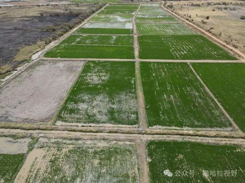 中國水稻種植技術(shù) 為岡比亞農(nóng)業(yè)發(fā)展注入新動力