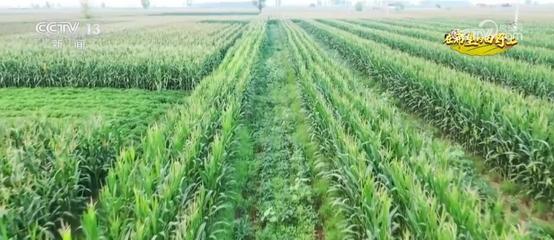 發(fā)展大豆玉米帶狀復(fù)合種植 以技術(shù)創(chuàng)新挖掘增產(chǎn)潛力