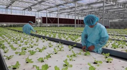 江蘇南通 數(shù)字賦能科技興農(nóng)，鄉(xiāng)村振興跑出“新路子”