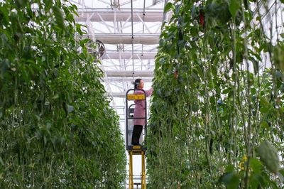 昌吉 走進(jìn)“未來農(nóng)業(yè)”的農(nóng)業(yè)種植技術(shù)開發(fā)新篇章