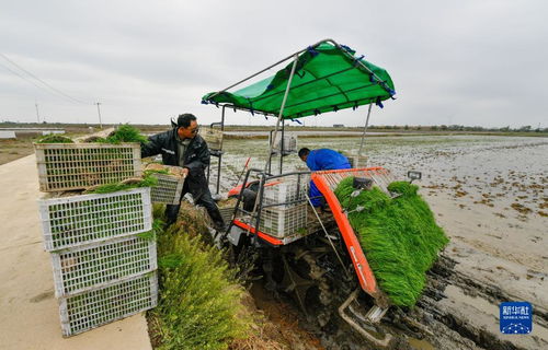 天津小站稻插秧季啟幕 農(nóng)業(yè)種植技術(shù)革新驅(qū)動(dòng)綠色高質(zhì)量發(fā)展