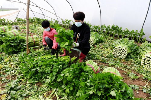 河北永清 科技賦能蔬菜種植，擘畫農(nóng)戶增收致富新圖景