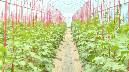 【鄉(xiāng)村行·看振興】高臺(tái) 科技賦能特色產(chǎn)業(yè) 繪就現(xiàn)代農(nóng)業(yè)新畫卷